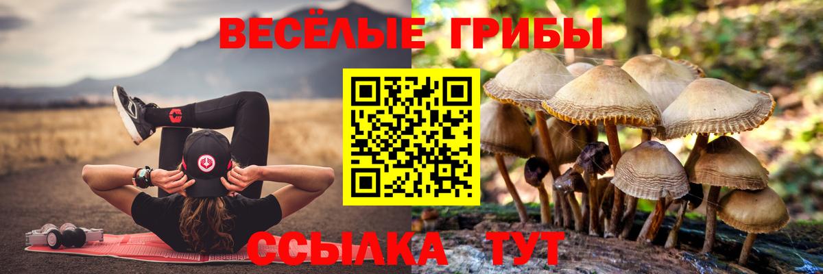 Кингисепп  Псилоцибиновые грибы мухоморы  Вход с VPN 